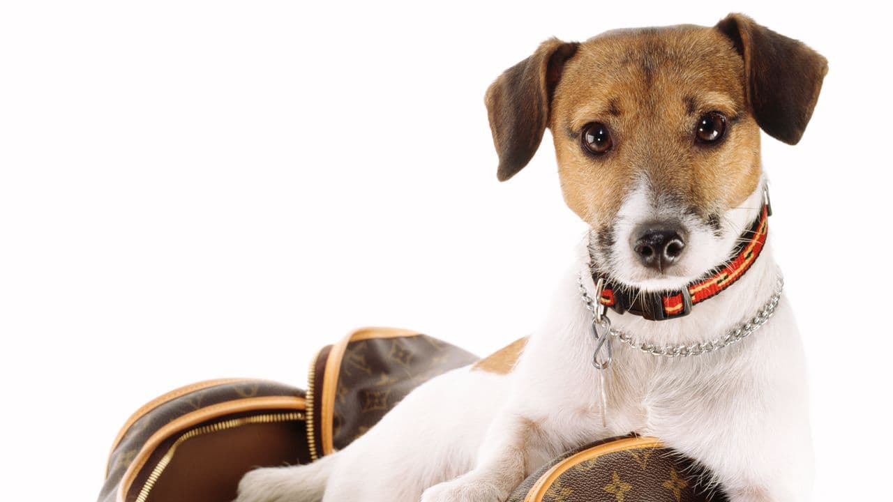 Dupe su TikTok: 6 miliardi di view e l'AI che perfeziona i falsi